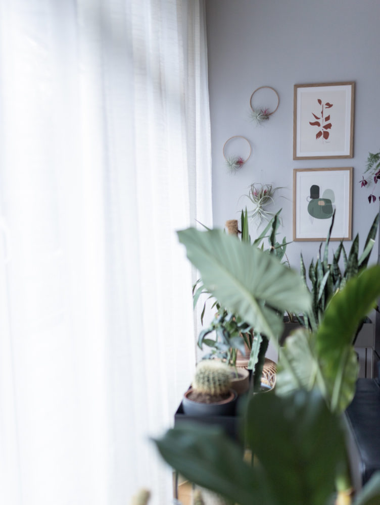 Tillandsien Wandschmuck DIY